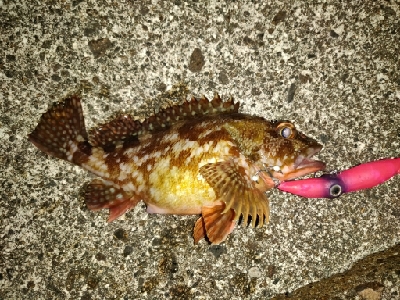 カサゴ、ホタルイカ