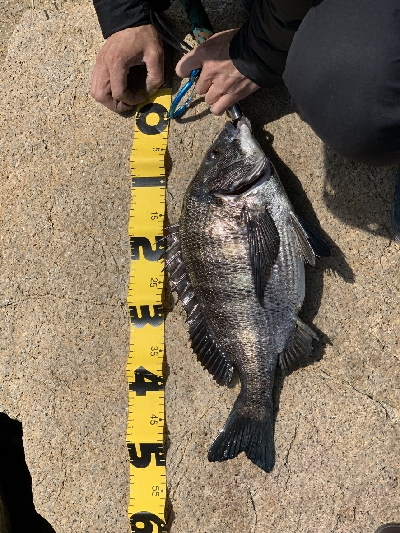 デイチニング！