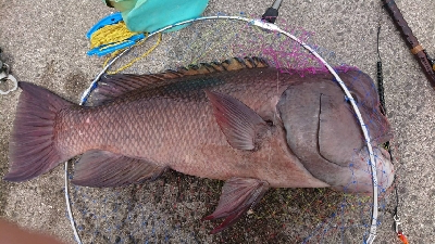 青岸でコブダイ