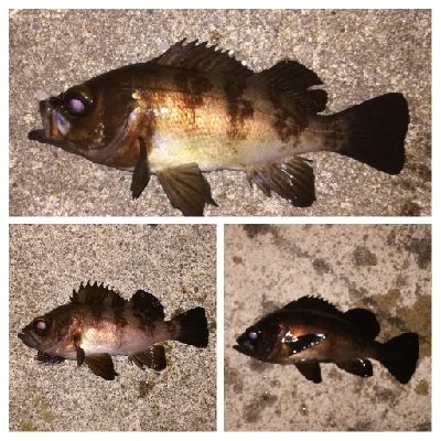 メバリング1835〜2035