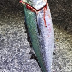 ライトショアジギング