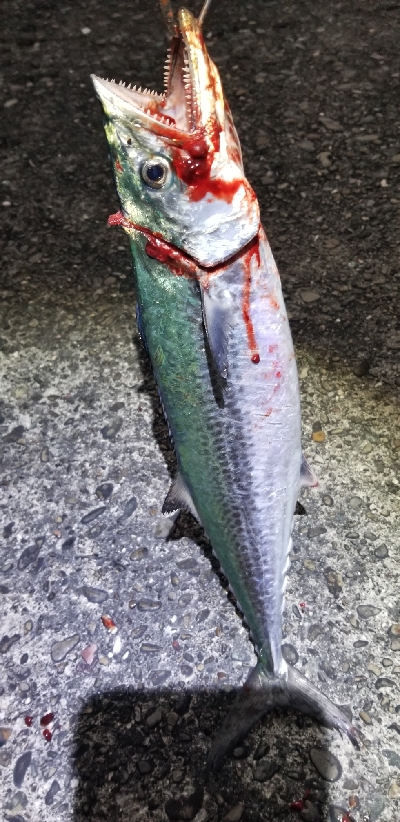 ライトショアジギング