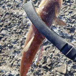 サゴシ釣れた。