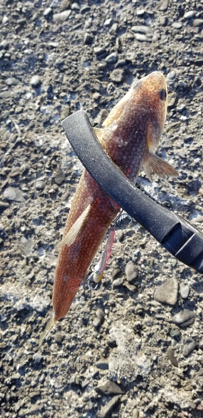 サゴシ釣れた。