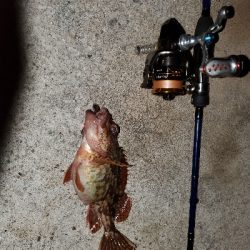 いまいちな釣果