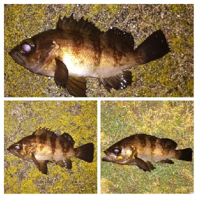 メバリング1900〜2032