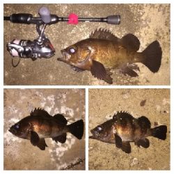 メバリング1840〜2018