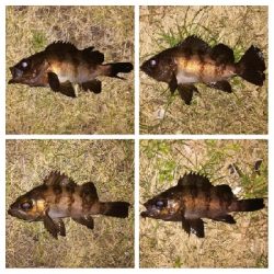 メバリング1840〜1935 2105〜2148