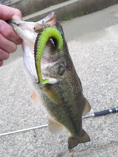 シャッドテールワームシーズン到来！！