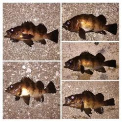 メバリング1940〜2031