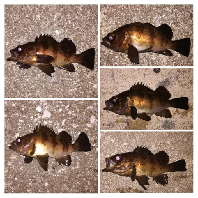 メバリング1940〜2031