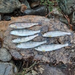 鱒レンジャーnest sp40猛吹雪