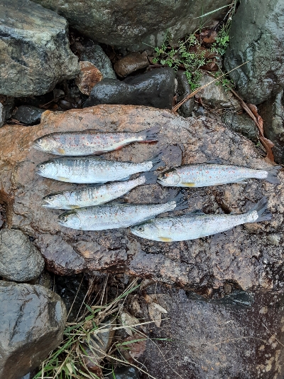 鱒レンジャーnest sp40猛吹雪