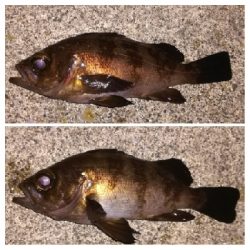 メバリング1835〜2048