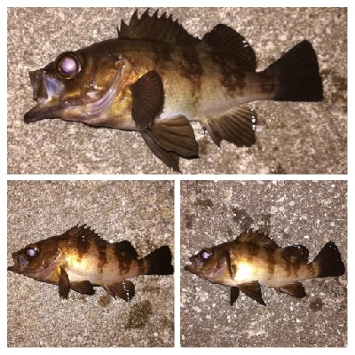 メバリング1905〜2025