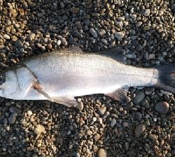 マイクロベイト対応できず。