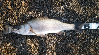 マイクロベイト対応できず。