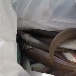 前回と同数でした！