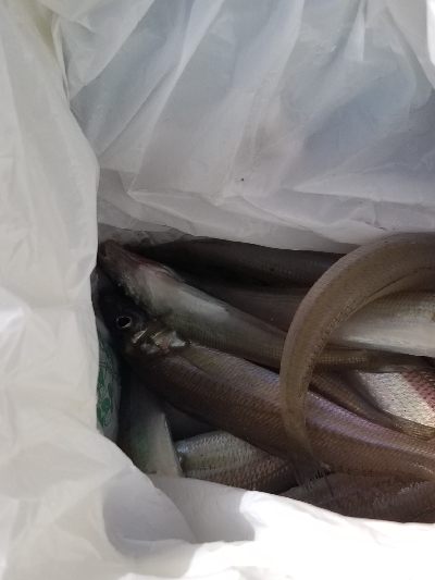 前回と同数でした！