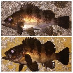 メバリング1855〜2050