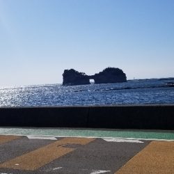 今年初エギング