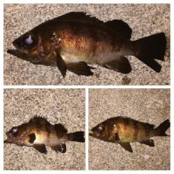 メバリング1855〜2015