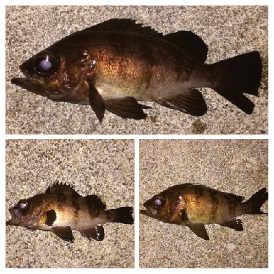 メバリング1855〜2015