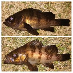 メバリング1840〜1920 2110〜2140