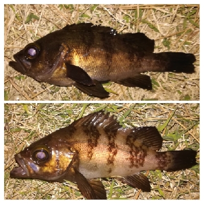 メバリング1840〜1920 2110〜2…