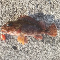 ようやく魚の姿が見れた