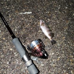 小雨でのメバリング