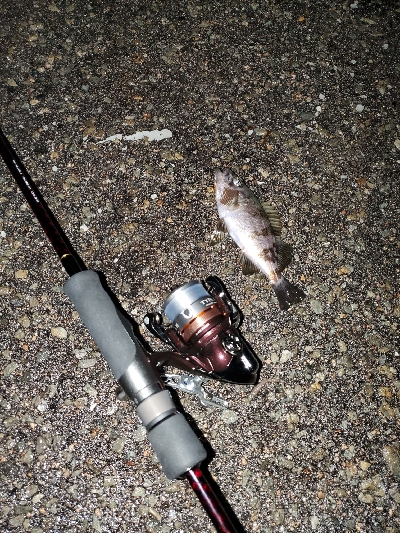小雨でのメバリング