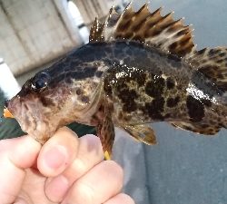 2020年3月5日釣行in箱崎ふ頭
