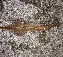 やっと釣れたー！