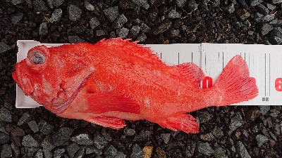 トロ丸で中深海ジギング