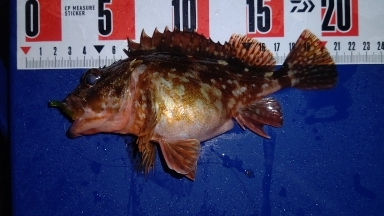 ライトゲーム！