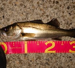 マイクロベイトパターン?！