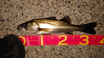 マイクロベイトパターン?！