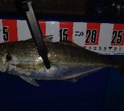 久しぶりの尺アジ!