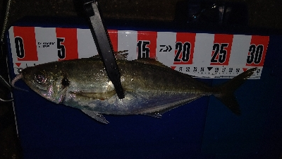 久しぶりの尺アジ！