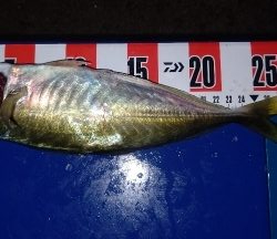 アジング終盤戦!まだまだ尺アジ狙えます!!