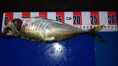 アジング終盤戦！まだまだ尺アジ狙えます！！…