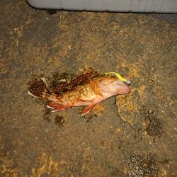 今年初のガシリング