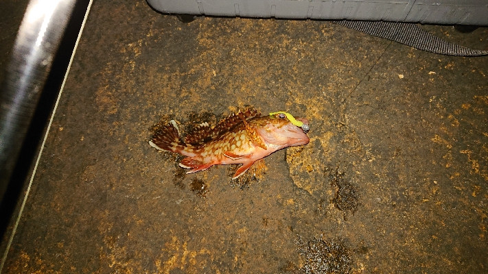 今年初のガシリング