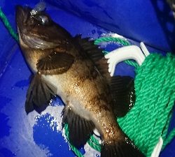 メバルプラッキング