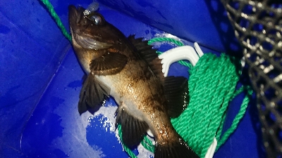 メバルプラッキング