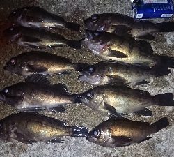 短時間で爆釣！