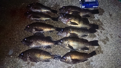 短時間で爆釣！