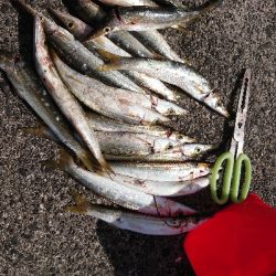 まだ、居ました❗