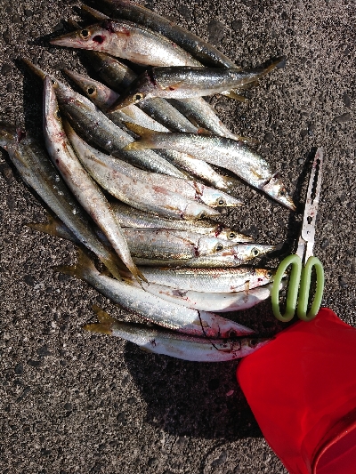 まだ、居ました❗